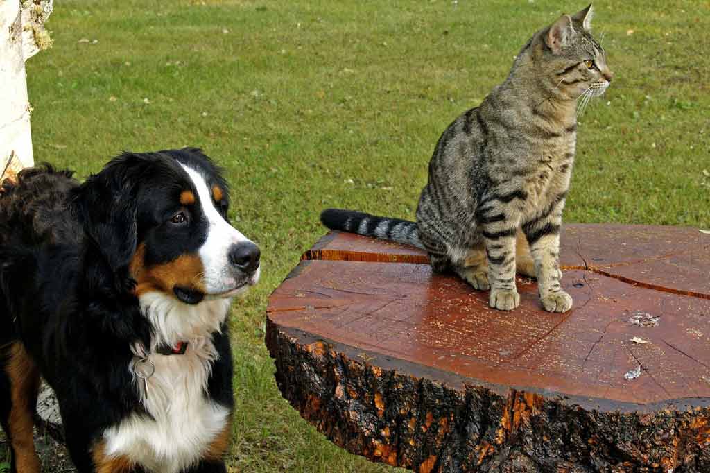 Zeckenzange für Hunde und Katzen
